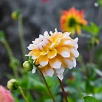 No.14 本拉提