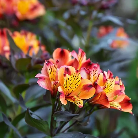 Prázdninový dům No.14 Bunratty