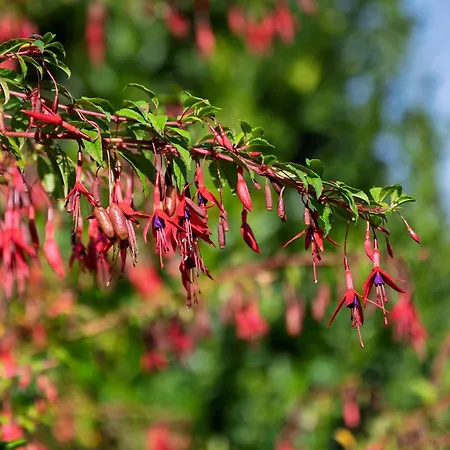 No.14 Бунратти